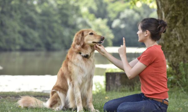 Dog Training and Husbandry Course