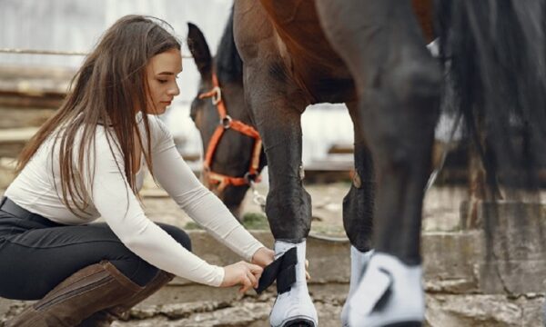 Level 3 Work-based Horse Care and Management