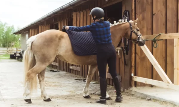 Horse Care and Management Course