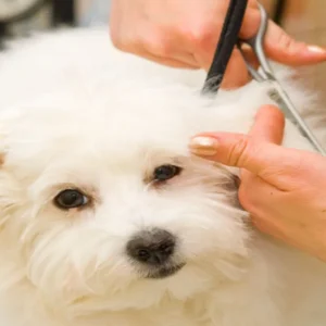 Dog Grooming course