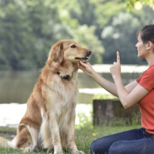 Dog Training and Husbandry Course