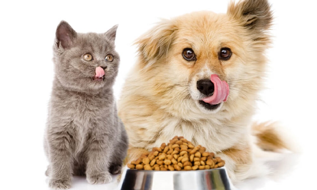 Pet Nutrition Diploma Course