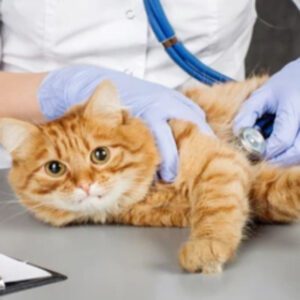 Animal Nursing Assistants Course