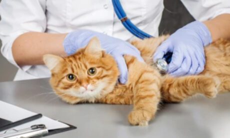 Animal Nursing Assistants
