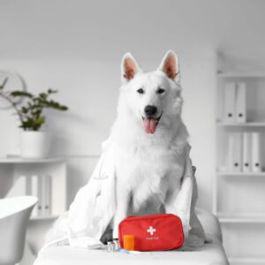 Dog First Aid course