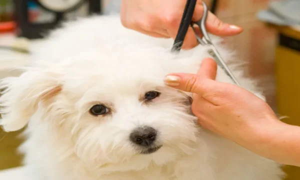 Dog Grooming course